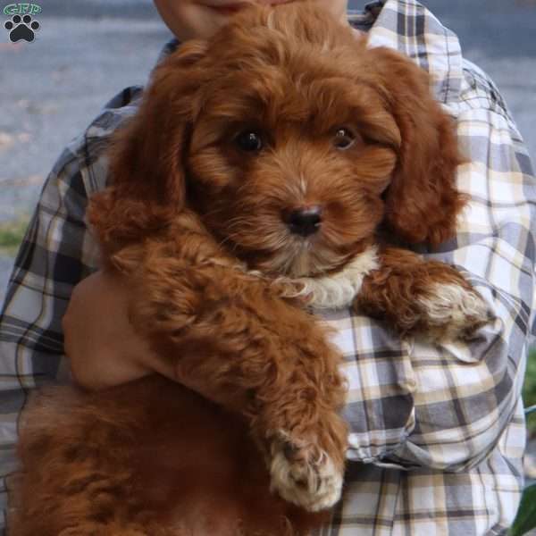 Chet, Cockapoo Puppy